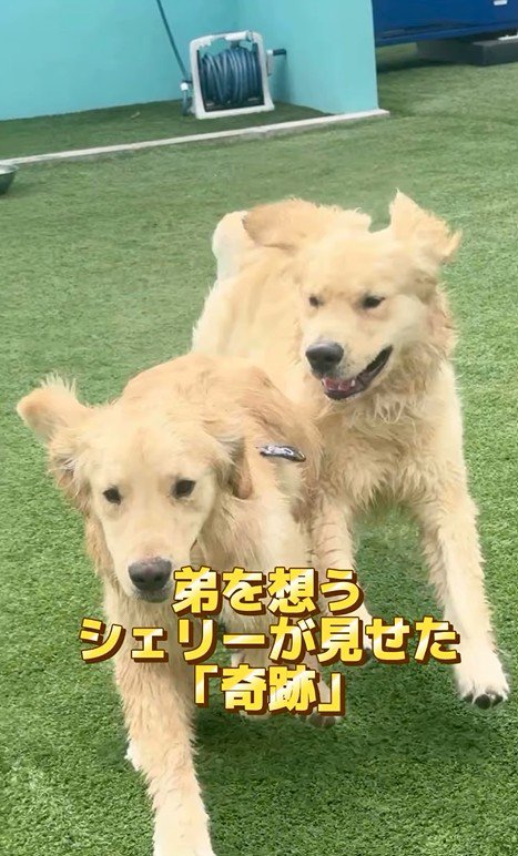 一緒にドッグランで遊ぶ2匹