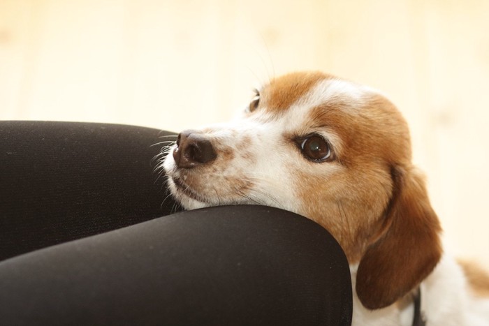 ひざにあごを乗せて甘える犬