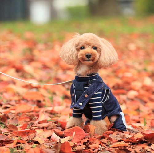 落ち葉の中の犬