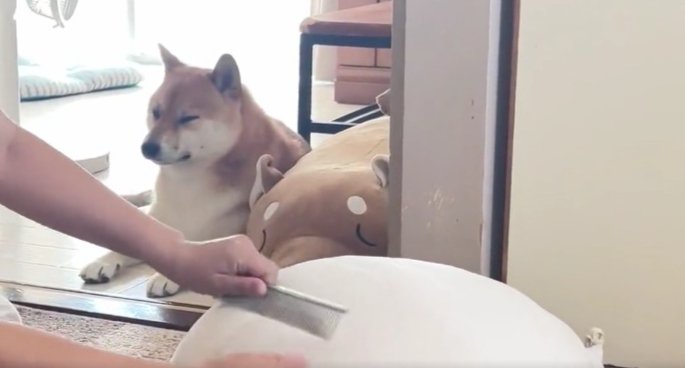 目を閉じる柴犬