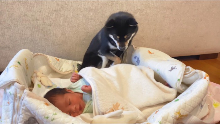 布団の上に腰を下ろす犬