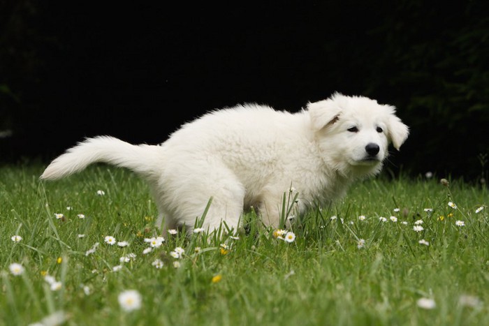 茂みの中で踏ん張っている犬