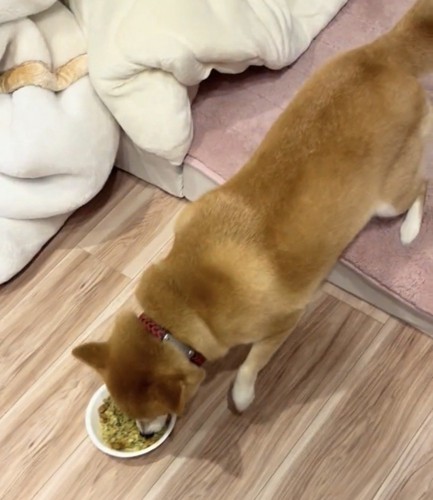 ごはんを食べる犬