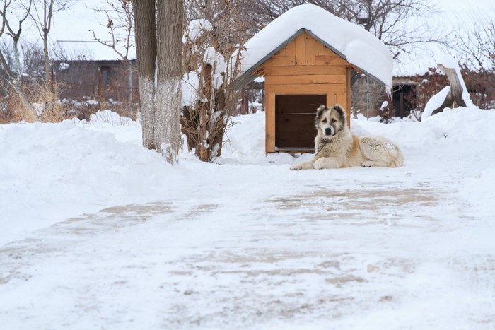 外飼いの犬