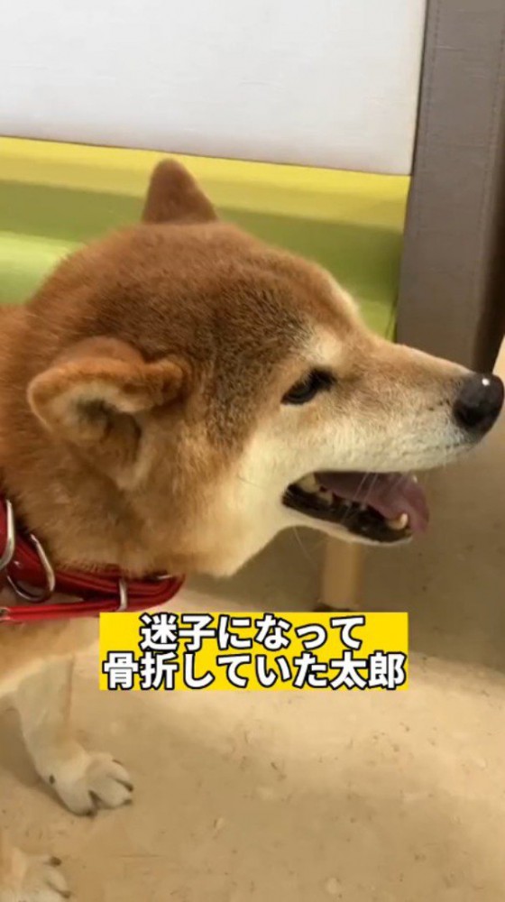 口を開けて立っている犬
