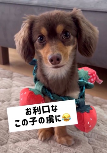 イチゴのおもちゃを付けた犬