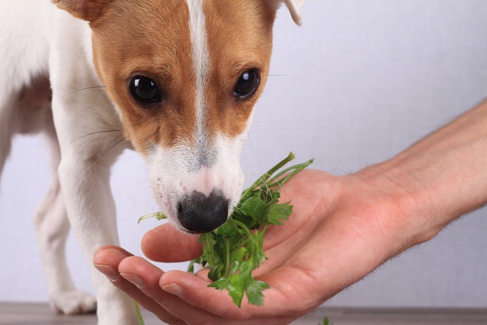 パセリを食べる犬