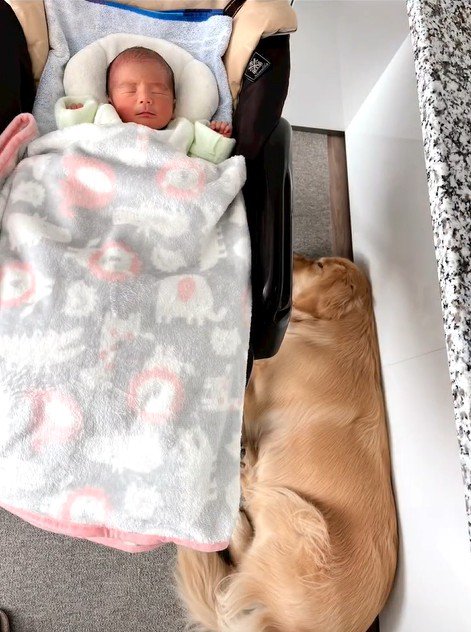 リリーちゃんと弟くんの初対面9