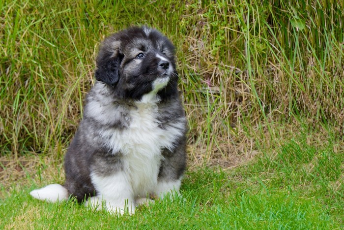 原っぱに座るコーカシアン・シェパード・ドッグの子犬