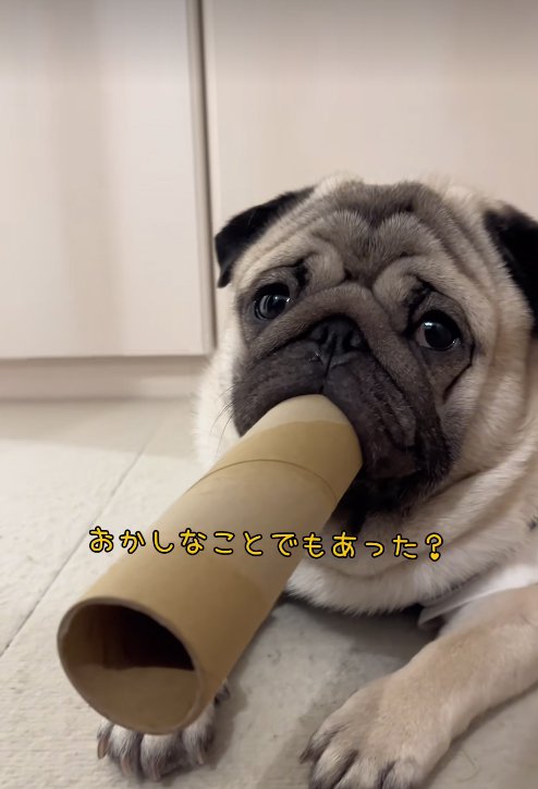 不思議そうな顔をする小型犬