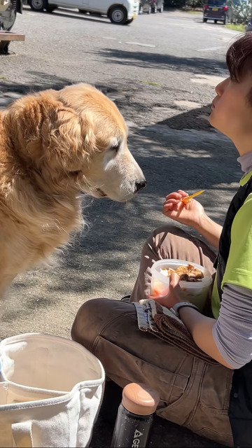 ご飯に目が無い犬