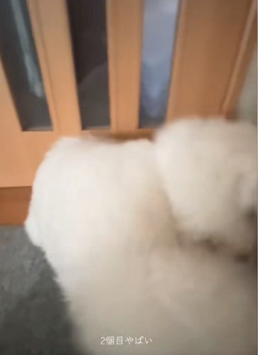 全身でおかわりする犬