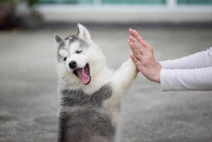 ハイタッチする子犬