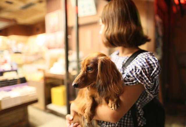 抱っこされている犬