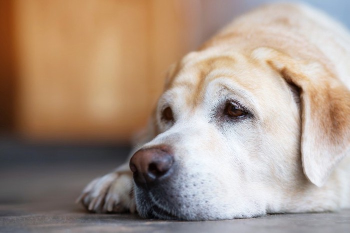 悲しげな表情で伏せる犬の顔のアップ