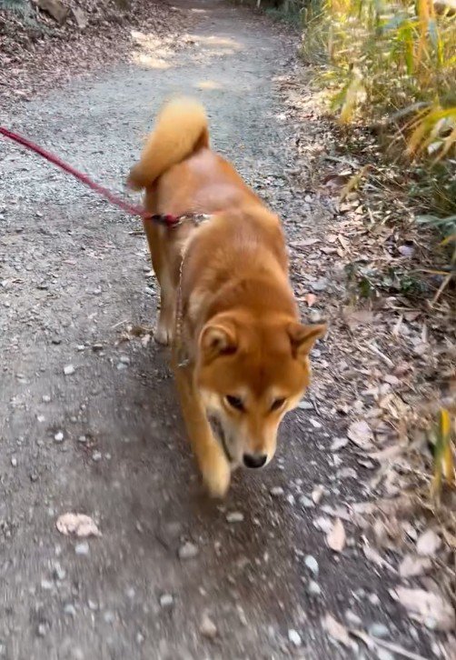 山でハイキング中♪