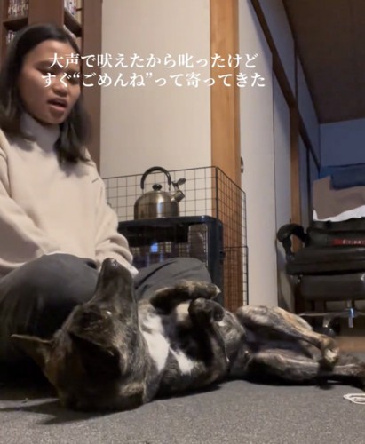 仰向けになってお腹を見せる犬