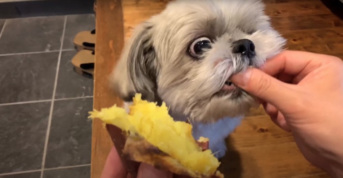 差し出された焼き芋にかぶりつく犬