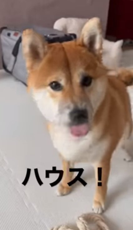 ハウスをいう飼い主さん