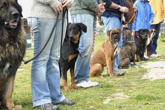 トレーニング中の大型犬たち