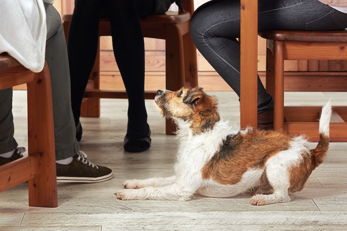 人の食事をテーブルの下で待つ犬