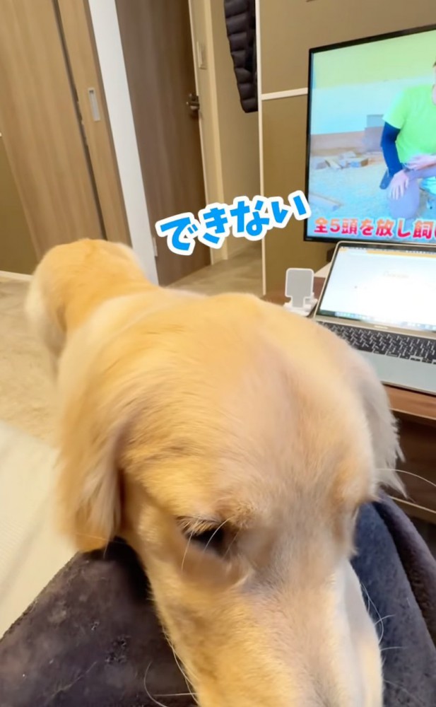 拒否する大型犬