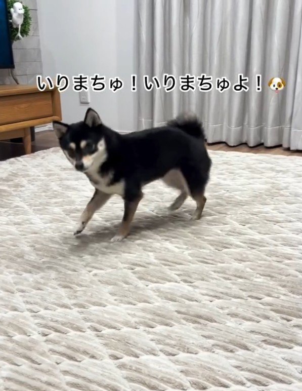 ハイテンションで足踏み開始♪