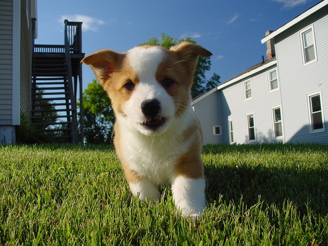 子犬