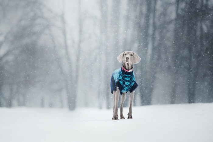 雪景色の中で洋服を着て立つ犬