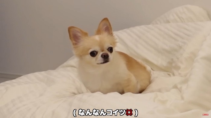 布団の上の犬