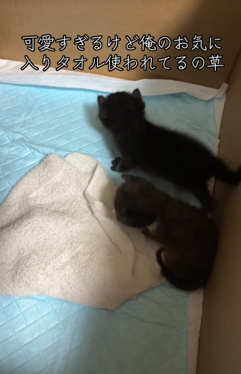 ダンボールの中の子猫