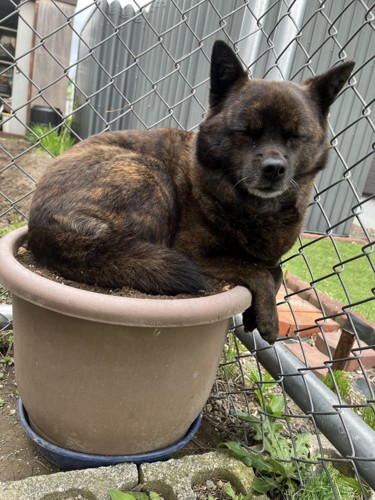 甲斐犬