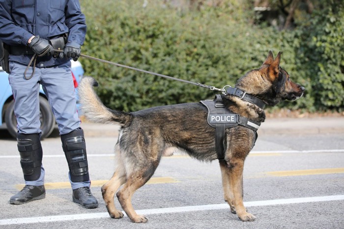 街を歩く警察犬