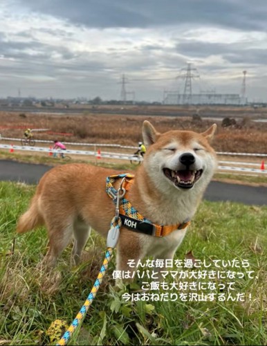 満面の笑みの柴犬