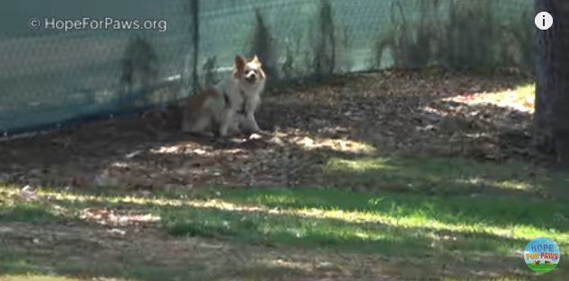 木陰に座る犬