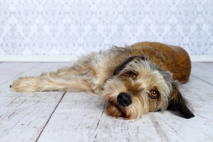 部屋で床に寝転んでいる犬