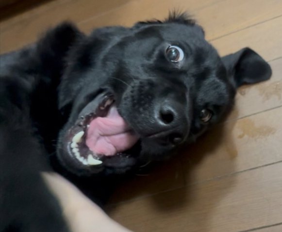 わんぱくな