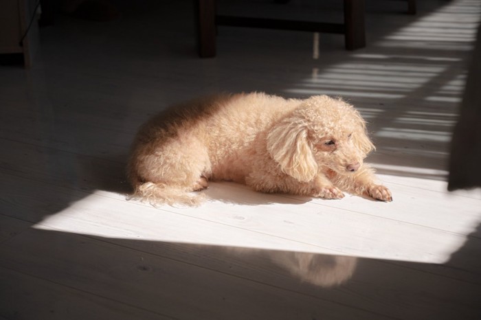 ひなたに座る犬