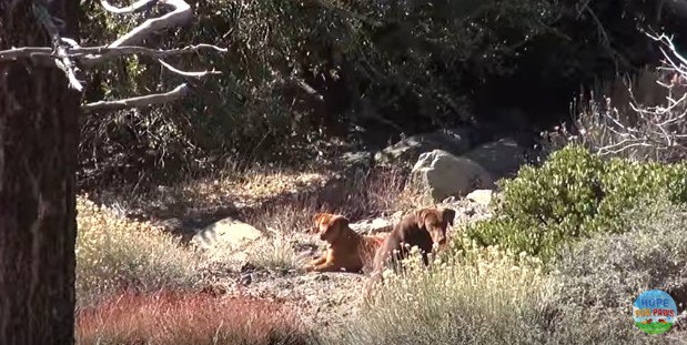 発見時の犬