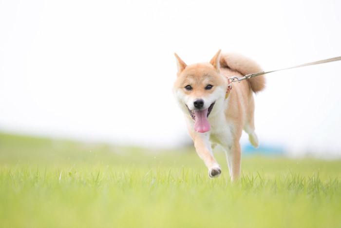 草原を散歩する柴犬