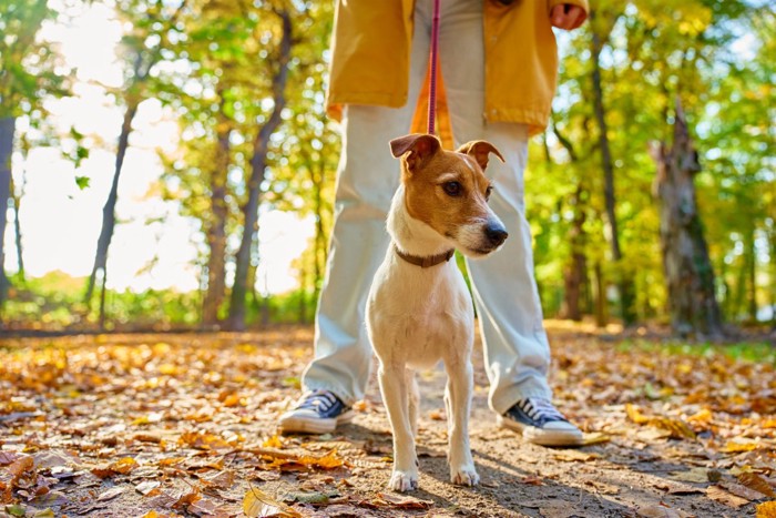 落ち葉の中をリードで散歩する犬