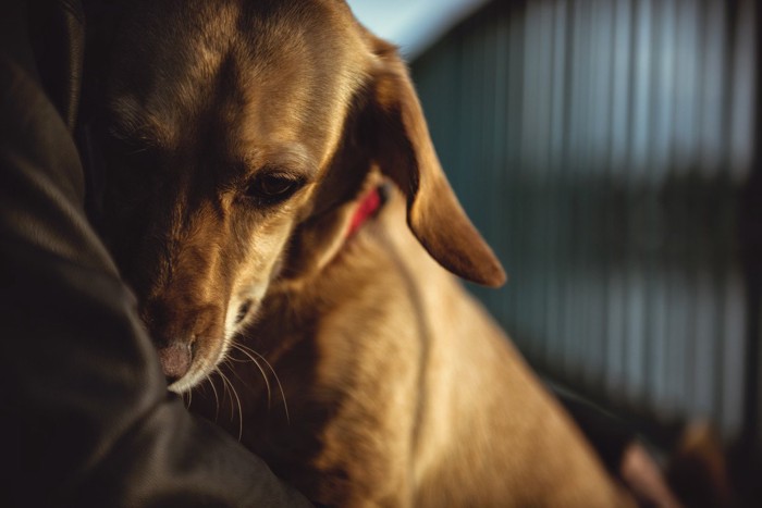 飼い主にくっついて怯える犬