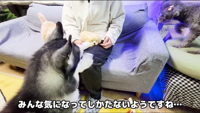 飼い主が膝の上に乗せた子犬のぬいぐるみの周りに集まる2頭の犬と猫