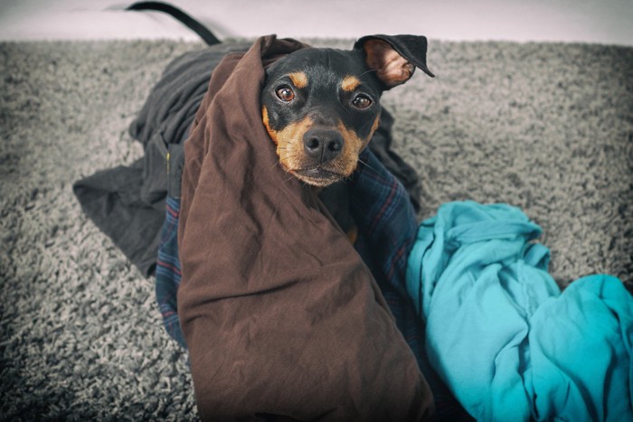 洗濯物に絡まる犬