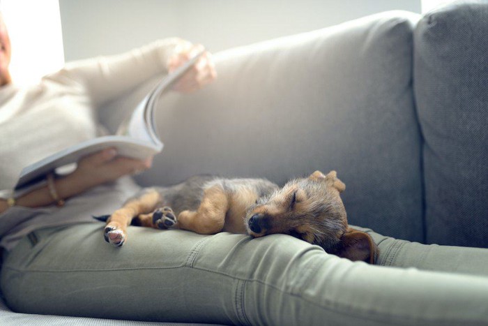 女性の膝の上で眠る子犬