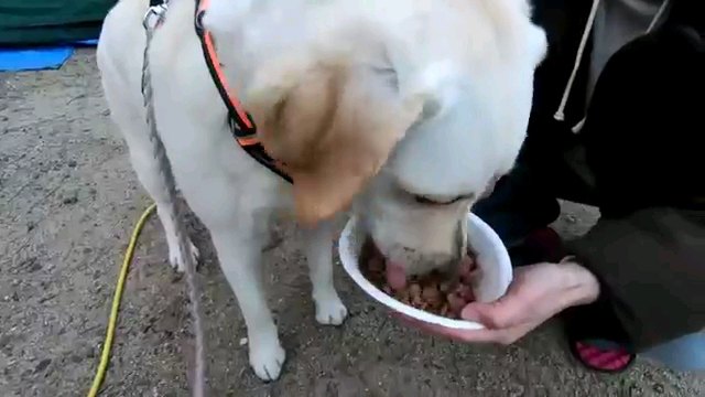 ご飯食べる犬