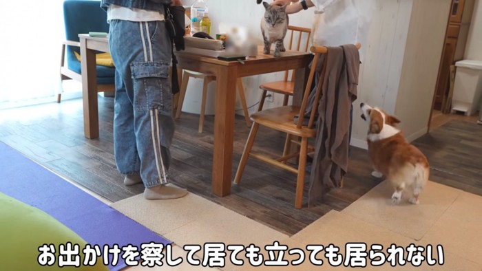 吠えるはなちゃん