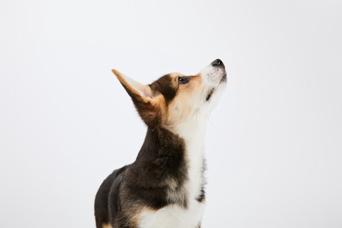 見上げているコーギーの子犬