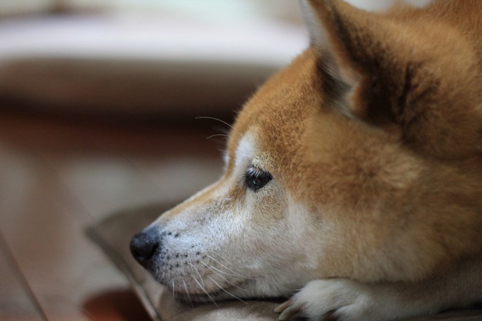 しょんぼり柴犬