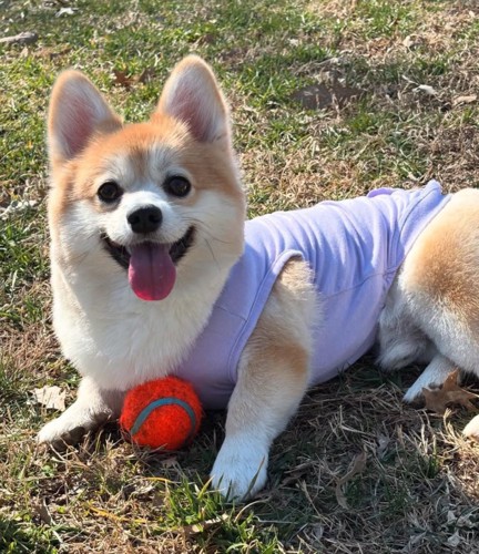 ドッグランで遊ぶ犬